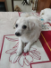 Spitz Dog
